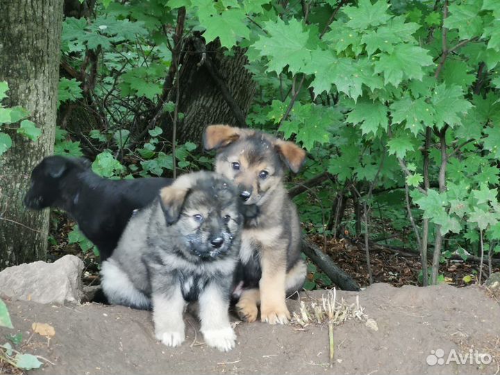 Щенки бесплатно