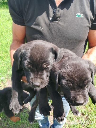 Щенки кане корсо