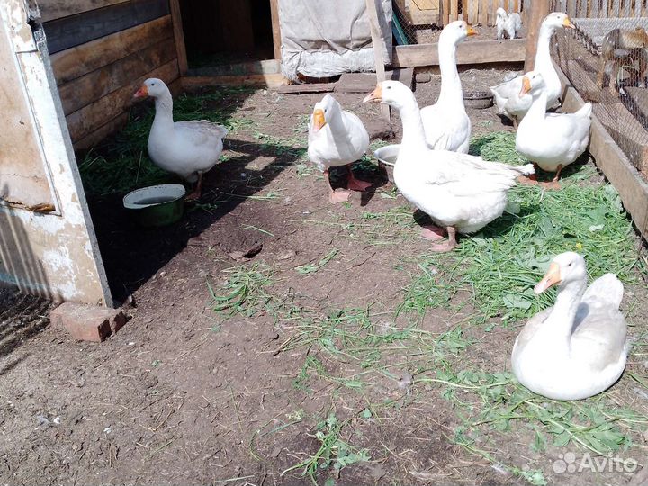 Продам гусей