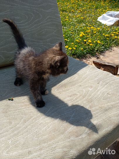 Котёнок в дар