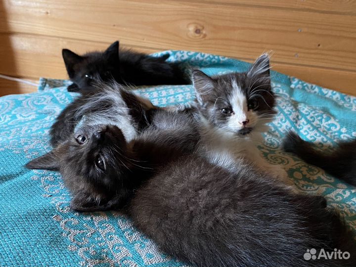 Котята ищут семьи