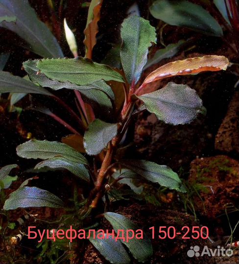 Рыбки и растения для аквариума