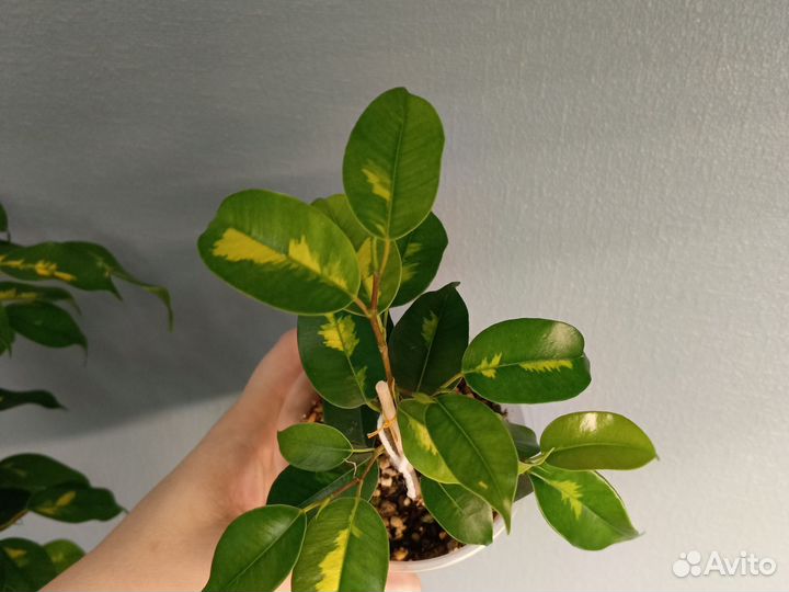 Фикус Блэк даймонд,еллоу голд