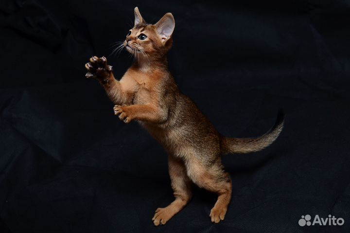 Абиссинский котенок дикого окраса