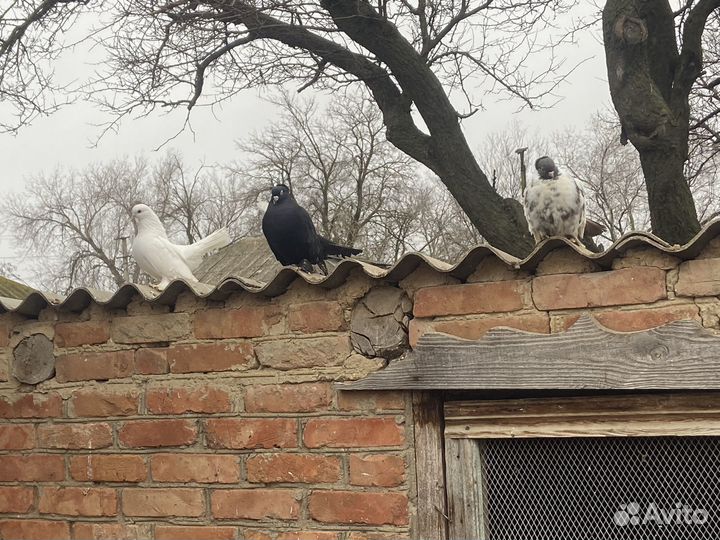 Статные голуби
