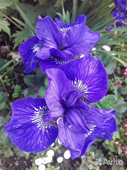 Ирис сибирский