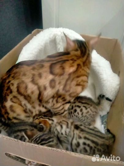 Бенгальский кот вязка