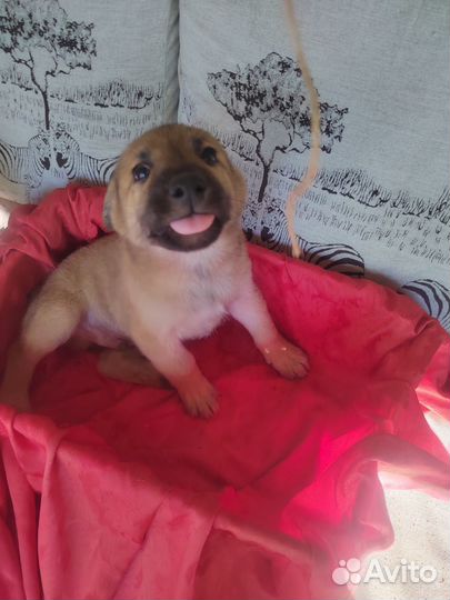 Щенок в добрые руки