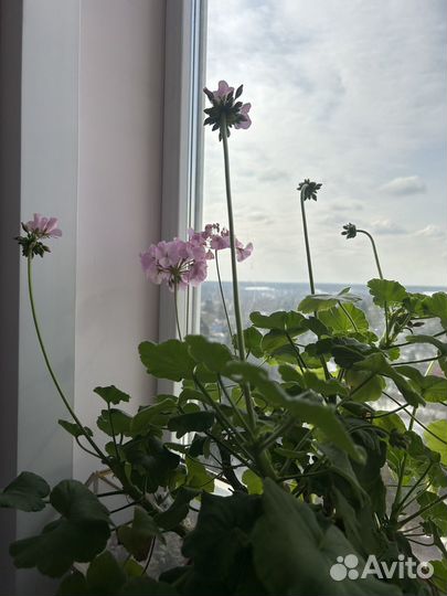 Комнатные растения цветы с доставкой