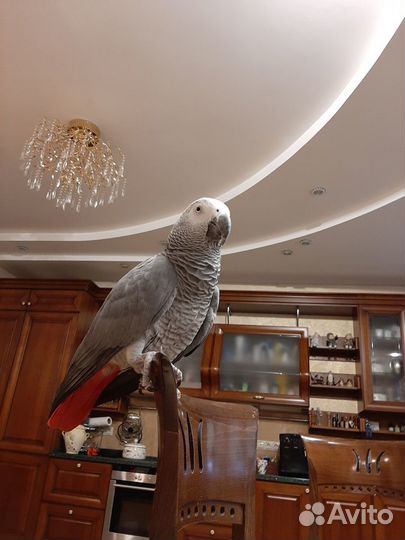 Возьмем на время Вашего отъезда Вашу птичку, Жако