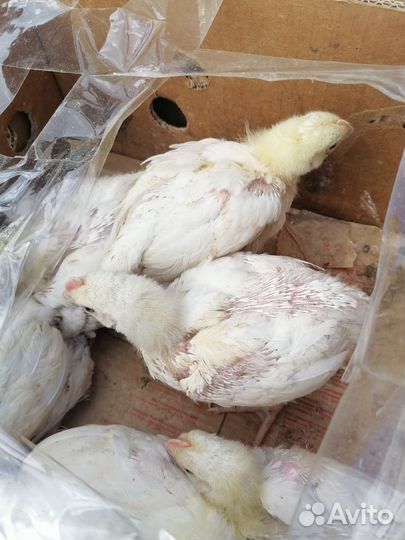 Гуси, утки, бройлер