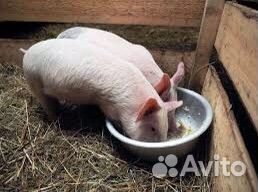 Поросята 2,5 месяца