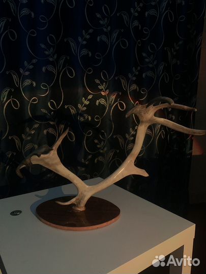 Рога на стену