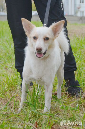 Пёс ищет дом