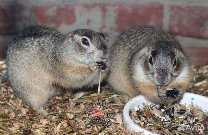 Талломисы и полевой хомяк