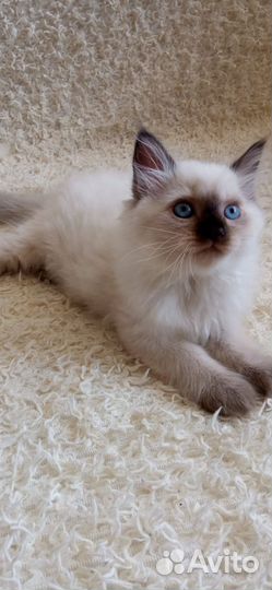Котик красавчик