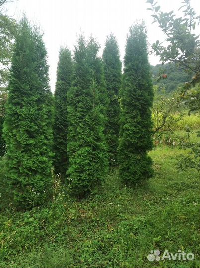 Для дачи и сада, туи, елки, сосны, озеленение