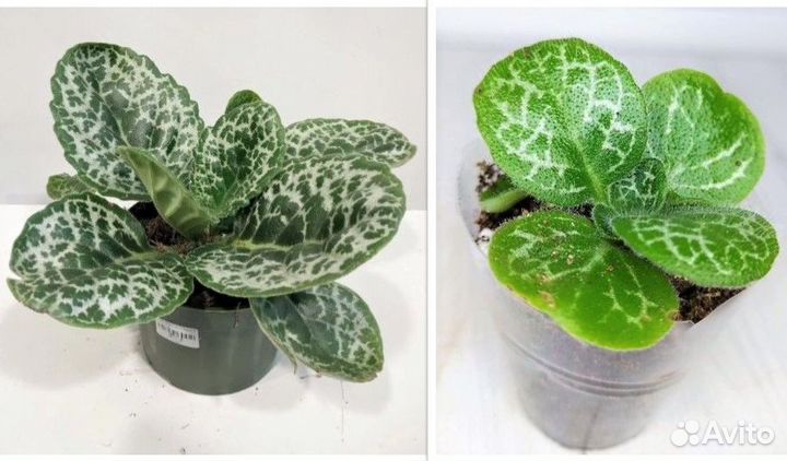 Дихондра, Стрептокарпус Претти Тартл