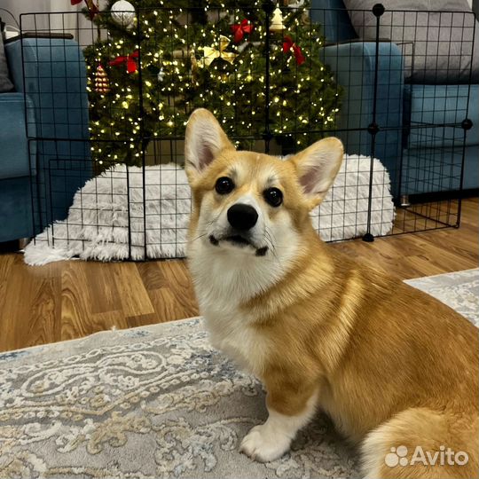 Продам в добрые руки Вельш-корги