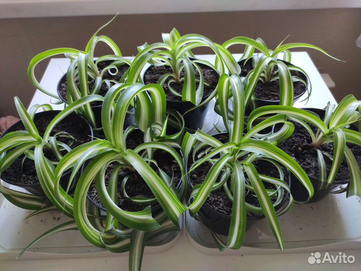 Хлорофитум кудрявый