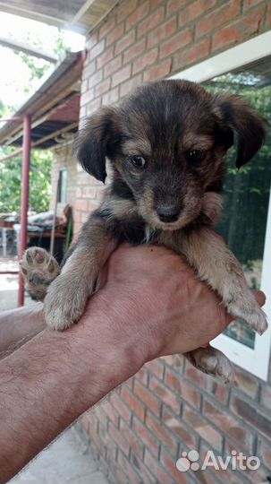 Щенки в добрые руки