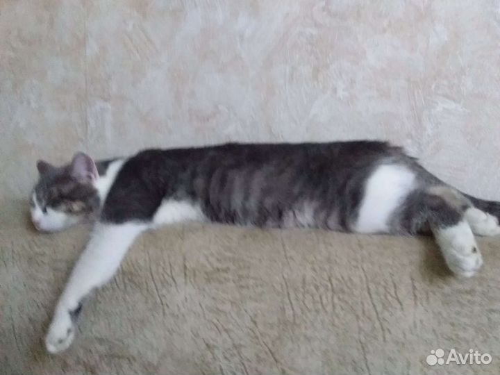 Кот в добрые руки