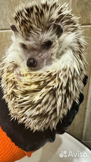 Африканский ежик