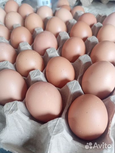 Домашние куриные яйца