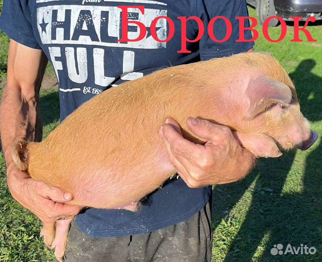 Поросята - Дюрок + Мангал