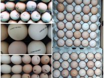 Инкубационное яйцо Бройлер Индейка Утка Несушка