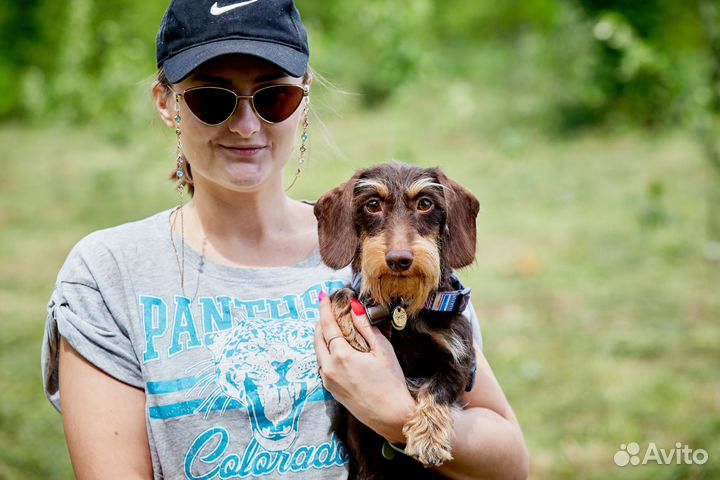 Вязка такса жесткошерстная