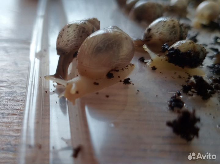 Улитки ахатины бесплатно