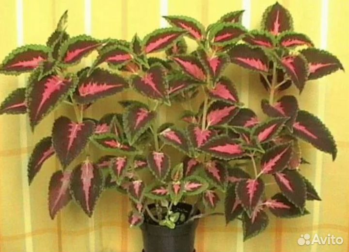 Колеус, бальзамин рассада для дома,балкона, клумбы