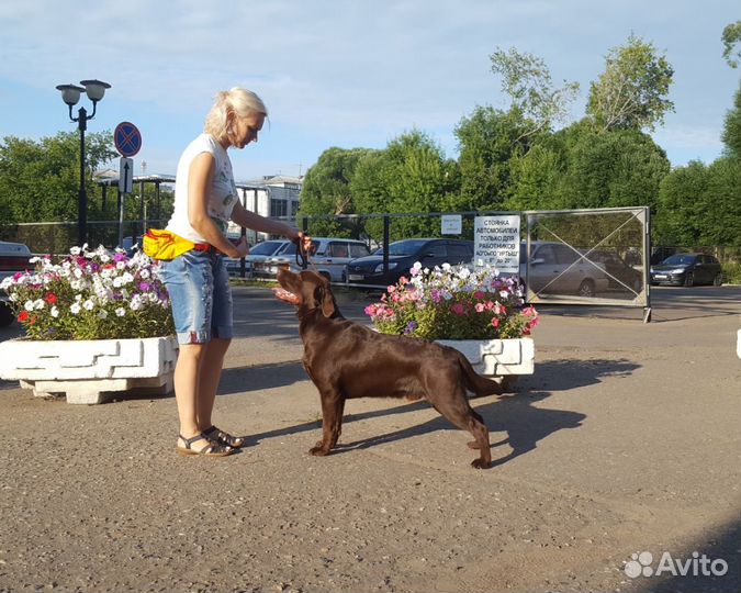 Лабрадор для вязки