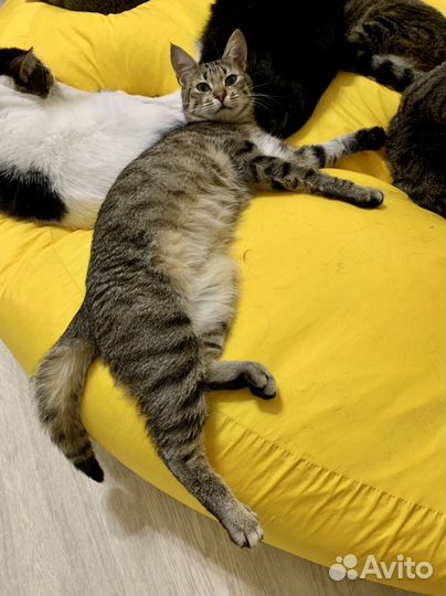 Кошечка Чейси в дар