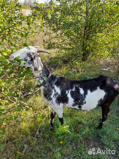 Англонубийские козы