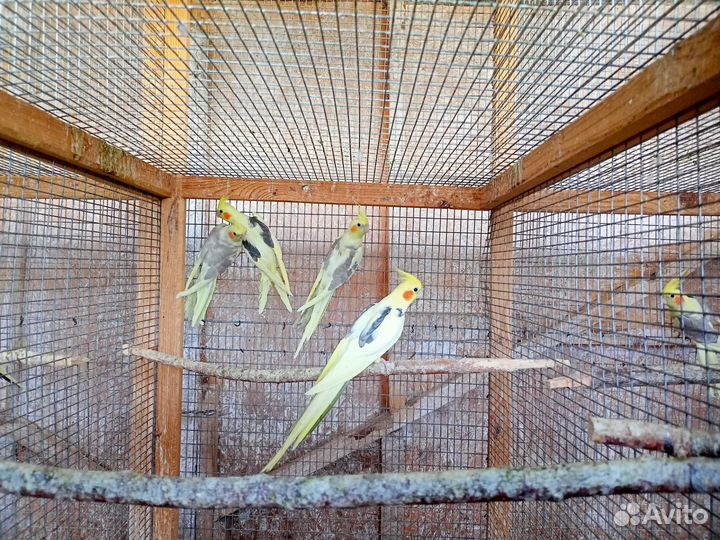 Попугаи кореллы (птенцы)