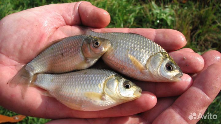 Живец карась