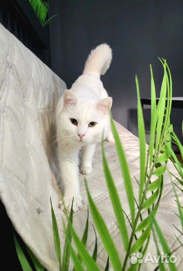Котик ищет дом