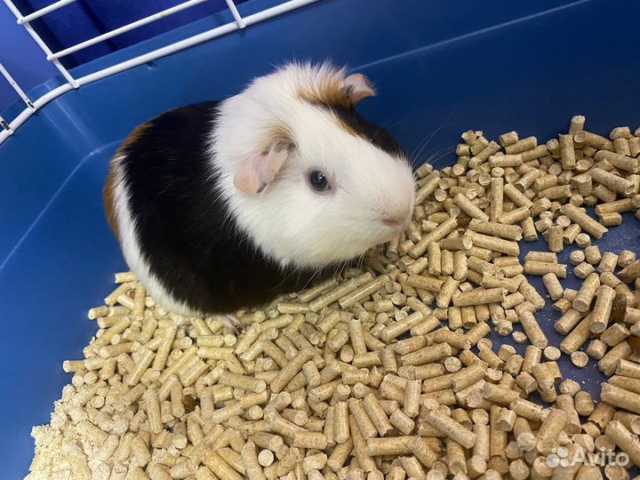 Морская свинка