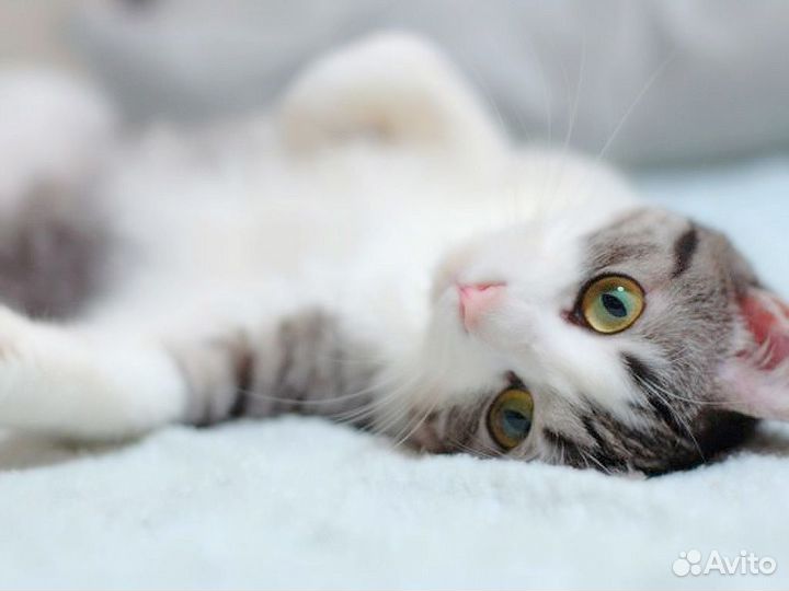Котик Фиксик