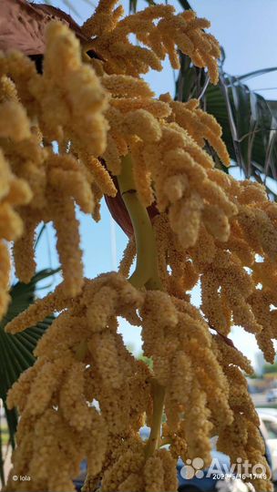 Саженцы зимостойкой пальмы трахикарпус