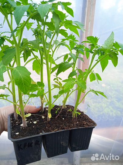 Рассада помидор и перцев баклажанов