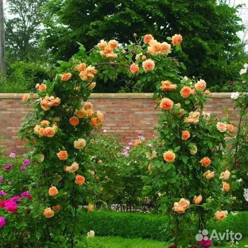 Роза плетистая