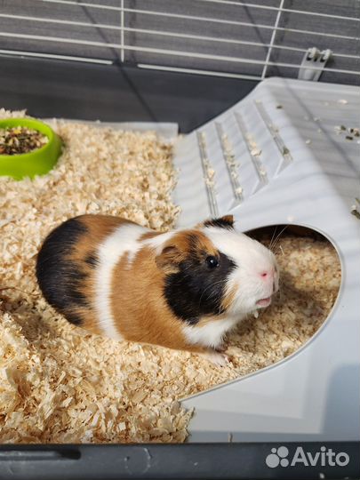 Морские свинки с клеткой в добрые руки
