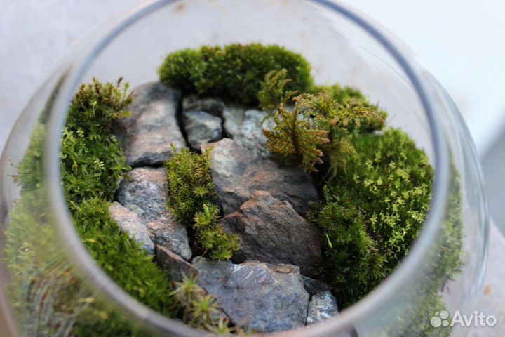 Аквариум с мхами. Флорариум. Террариум