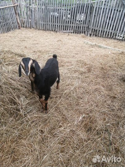 Нубийские козочки