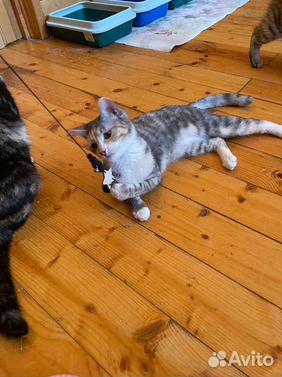 Кошка в дар