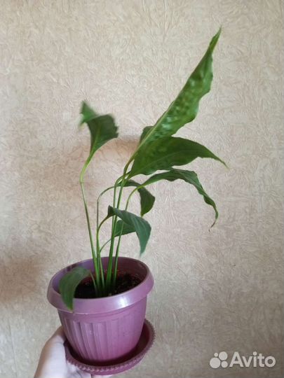 Спатифиллум