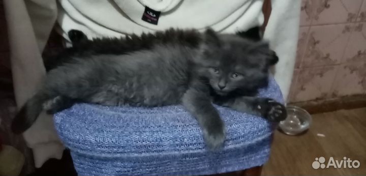 Котята в добрые руки бесплатно мальчик, девочка